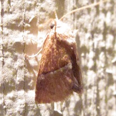 Apoda latomia