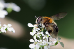 Leucozona lucorum