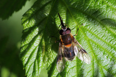 Leucozona lucorum