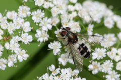 Leucozona laternaria