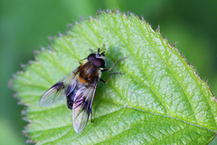 Leucozona lucorum