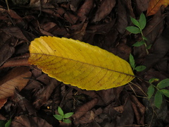 Cupania
