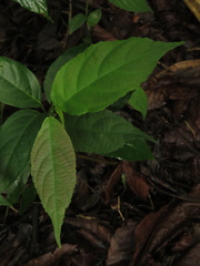 Acalypha diversifolia