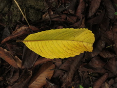 Cupania