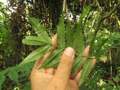 Zanthoxylum rhoifolium