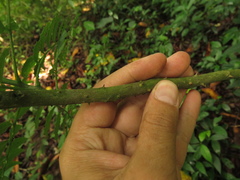 Zanthoxylum rhoifolium