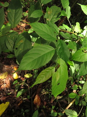 Acalypha diversifolia