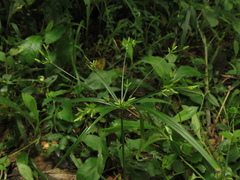 Cyperus laxus