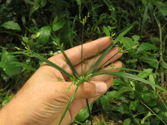 Cyperus laxus