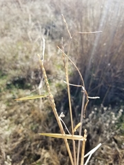 Urochloa platyphylla