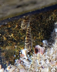 Abudefduf declivifrons