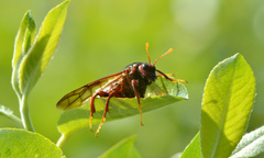 Cimbex pacificus