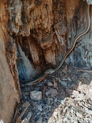 Trachylepis perrotetii