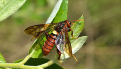Cimbex pacificus