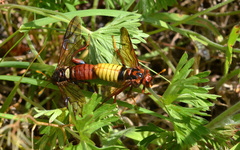 Cimbex pacificus