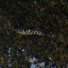 Abudefduf declivifrons