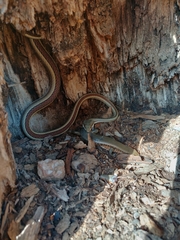 Trachylepis perrotetii