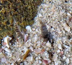 Abudefduf declivifrons