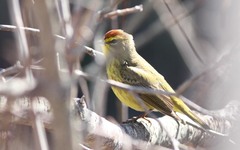 Setophaga palmarum hypochrysea