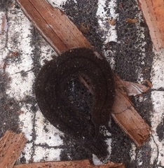 Oroperipatus eisenii