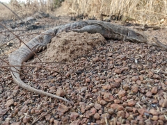 Varanus exanthematicus
