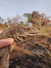 Varanus exanthematicus