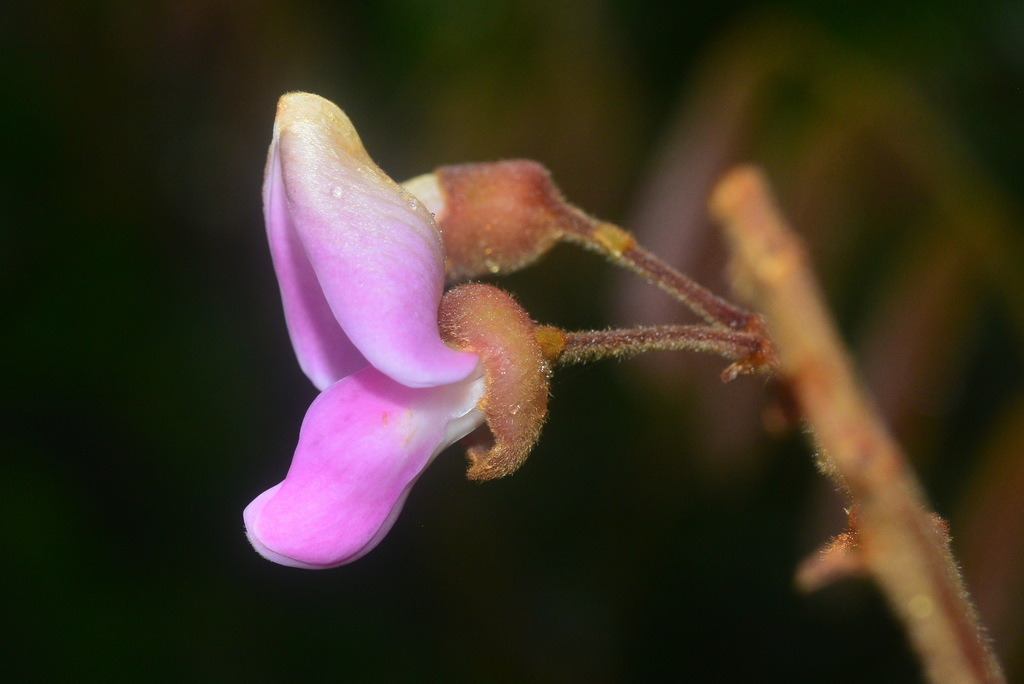 Dây mật (Derris elliptica)