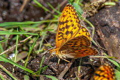 Speyeria egleis utahensis