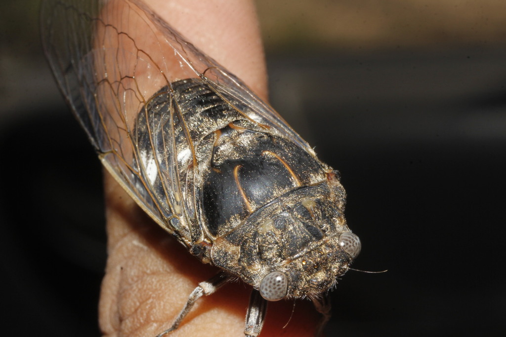 Cacama dissimilis