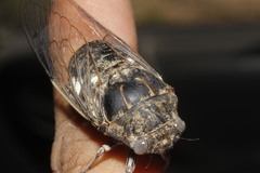 Cacama dissimilis