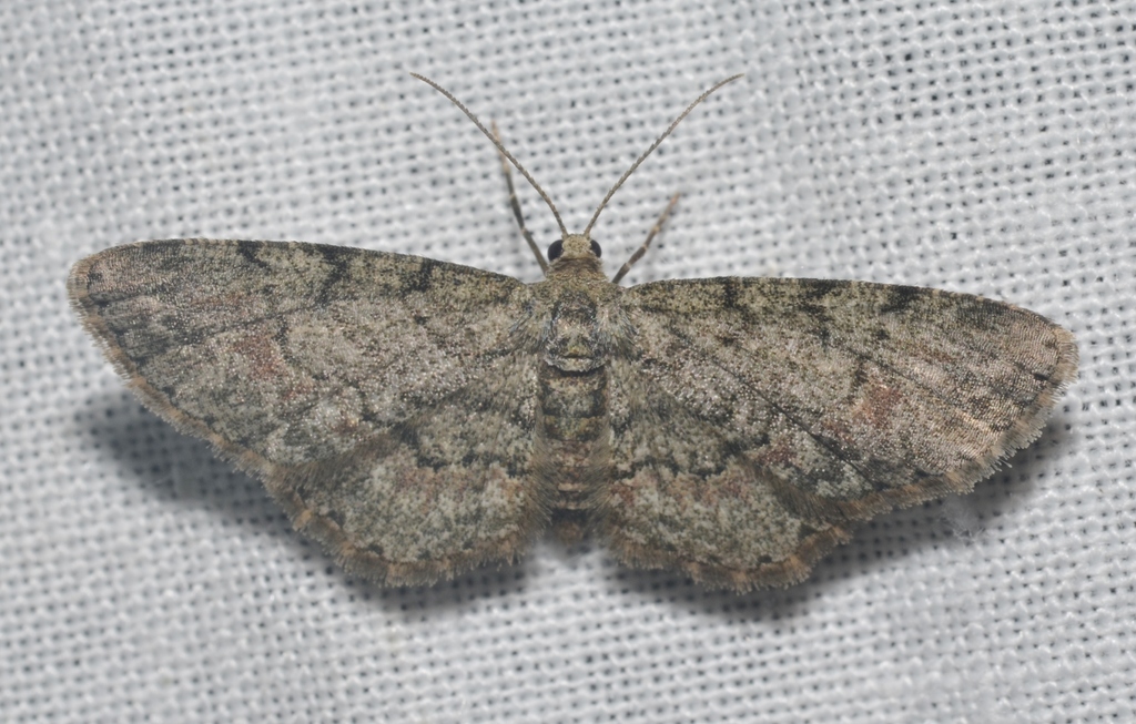 Texas Gray
