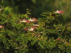 Calliandra pittieri