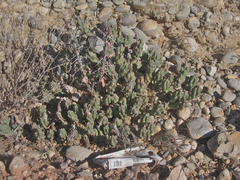 Grusonia aggeria