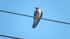 Stelgidopteryx ruficollis