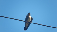 Stelgidopteryx ruficollis