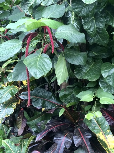 Acalypha hispida