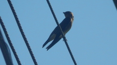 Stelgidopteryx ruficollis