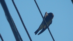 Stelgidopteryx ruficollis