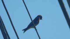 Stelgidopteryx ruficollis