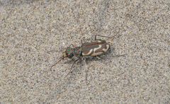 Cicindela bellissima
