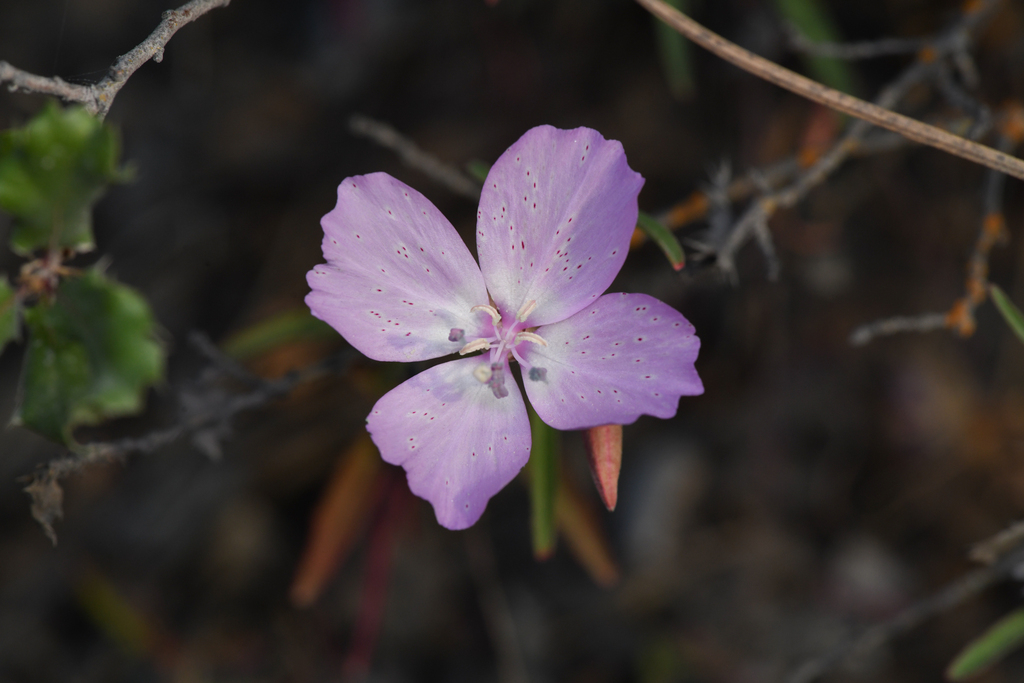 jolon-clarkia-in-may-2023-by-chloe-and-trevor-van-loon-monterrey-shale