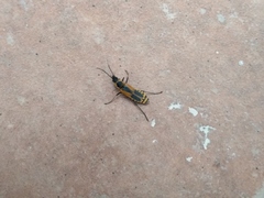 Chauliognathus limbicollis