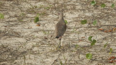 Vanellus chilensis