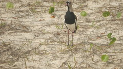 Vanellus chilensis
