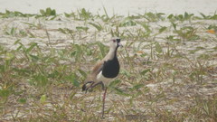 Vanellus chilensis