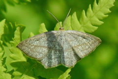 Timandra rectistrigaria