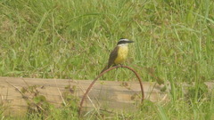 Pitangus sulphuratus