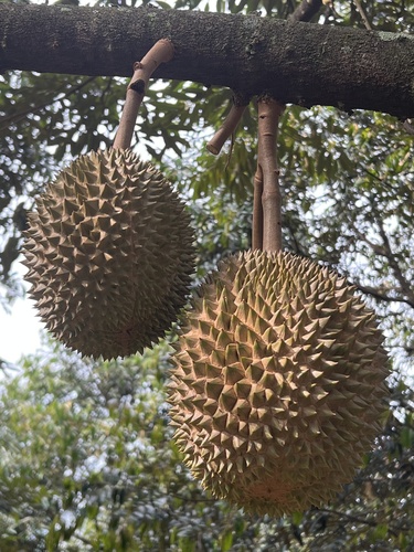 Durio zibethinus