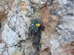 Taraxacum aphrogenes