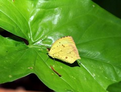 Abaeis salome jamapa